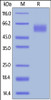 Human CD155, His Tag on SDS-PAGE under reducing (R) condition. The gel was stained overnight with Coomassie Blue. The purity of the protein is greater than 95%.