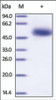 The purity of rh CD5 /LEU1 was determined by DTT-reduced (+) SDS-PAGE and staining overnight with Coomassie Blue.