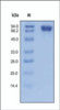 The purity of rh CD146 was determined by DTT-reduced (+) SDS-PAGE and staining overnight with Coomassie Blue.