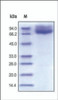 The purity of rh CD86 Fc Chimera was determined by DTT-reduced (+) SDS-PAGE and staining overnight with Coomassie Blue.