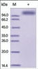 The purity of rh CD166 / ALCAM Fc Chimera was determined by DTT-reduced (+) SDS-PAGE and staining overnight with Coomassie Blue.