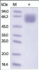 The purity of rh CD98 was determined by DTT-reduced (+) SDS-PAGE and staining overnight with Coomassie Blue.