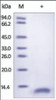 The purity of rh CD9 was determined by DTT-reduced (+) SDS-PAGE and staining overnight with Coomassie Blue.