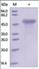 The purity of rh CD99 Fc Chimera was determined by DTT-reduced (+) SDS-PAGE and staining overnight with Coomassie Blue.
