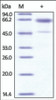 The purity of Mouse CD235a /Glycophorin-A Fc Chimera was determined by DTT-reduced (+) SDS-PAGE and staining overnight with Coomassie Blue.