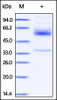 The purity of rh CD79b /B29 Fc Chimera was determined by DTT-reduced (+) SDS-PAGE and staining overnight with Coomassie Blue.