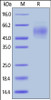 Human CEACAM-6, His Tag on SDS-PAGE under reducing (R) condition. The gel was stained overnight with Coomassie Blue. The purity of the protein is greater than 95%.