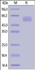 Human CEACAM-8, His Tag on SDS-PAGE under reducing (R) condition. The gel was stained overnight with Coomassie Blue. The purity of the protein is greater than 95%.