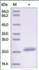 The purity of rh CLEC3B was determined by DTT-reduced (+) SDS-PAGE and staining overnight with Coomassie Blue.
