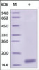 The purity of rh CST4 / Cystatin-S was determined by DTT-reduced (+) SDS-PAGE and staining overnight with Coomassie Blue.