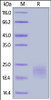 Cynomolgus / Rhesus macaque CTLA-4, His Tag on SDS-PAGE under reducing (R) condition. The gel was stained overnight with Coomassie Blue. The purity of the protein is greater than 95%.