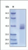 The purity of rh CXCR4 Fc Chimera was determined by DTT-reduced (+) SDS-PAGE and staining overnight with Coomassie Blue.