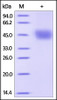 Human Dkk-1, Strep Tag on SDS-PAGE under reducing (R) condition. The gel was stained overnight with Coomassie Blue. The purity of the protein is greater than 95%.