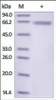 The purity of rh DLL4 /Delta 4 was determined by DTT-reduced (+) SDS-PAGE and staining overnight with Coomassie Blue.