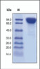 The purity of rh DPPIV was determined by DTT-reduced (+) SDS-PAGE and staining overnight with Coomassie Blue.
