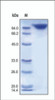 The purity of rh DPPIV Fc Chimera was determined by DTT-reduced (+) SDS-PAGE and staining overnight with Coomassie Blue.