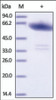 The purity of rh Ephrin-A3 / EFNA3 Fc Chimera was determined by DTT-reduced (+) SDS-PAGE and staining overnight with Coomassie Blue.