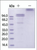 The purity of rhECAD Fc Chimera was determined by SDS-PAGE of reduced (+) and non-reduced (-) rhECAD Fc Chimera and staining overnight with Coomassie Blue.