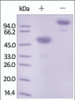 The purity of rh Ephrin-A1 /EFNA1 Fc Chimera was determined by DTT-reduced (+) and non-reduced (-) SDS-PAGE and staining overnight with Coomassie Blue.