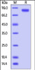 Human ErbB4, His Tag on SDS-PAGE under reducing (R) condition. The gel was stained overnight with Coomassie Blue. The purity of the protein is greater than 95%.