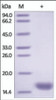 The purity of rh FABP3 / H-FABP was determined by DTT-reduced (+) SDS-PAGE and staining overnight with Coomassie Blue.