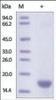 The purity of rh FABP5 was determined by DTT-reduced (+) SDS-PAGE and staining overnight with Coomassie Blue.