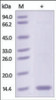 The purity of rh FABP6 was determined by DTT-reduced (+) SDS-PAGE and staining overnight with Coomassie Blue.