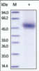 The purity of rh FAM171B /KIAA1946 was determined by DTT-reduced (+) SDS-PAGE and staining overnight with Coomassie Blue.