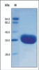The purity of rh IgG1 Fc was determined by DTT-reduced (+) SDS-PAGE and staining overnight with Coomassie Blue.