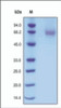 The purity of rh FGFR1 was determined by DTT-reduced (+) SDS-PAGE and staining overnight with Coomassie Blue.