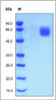 Human FGF R4, His Tag on SDS-PAGE under reducing (R) condition. The gel was stained overnight with Coomassie Blue. The purity of the protein is greater than 98%.