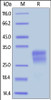 Human Flt-3 Ligand, His Tag on SDS-PAGE under reducing (R) condition. The gel was stained overnight with Coomassie Blue. The purity of the protein is greater than 90%.