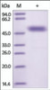 The purity of rh FZD2 / Frizzled-2 Fc Chimera was determined by DTT-reduced (+) SDS-PAGE and staining overnight with Coomassie Blue.