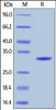 Human Galectin-3, His Tag on SDS-PAGE under reducing (R) condition. The gel was stained overnight with Coomassie Blue. The purity of the protein is greater than 92%.