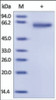 The purity of rh GFRA1 was determined by DTT-reduced (+) SDS-PAGE and staining overnight with Coomassie Blue.