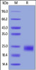 Human GITR, His Tag on SDS-PAGE under reducing (R) condition. The gel was stained overnight with Coomassie Blue. The purity of the protein is greater than 92%.