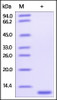 Human Glutaredoxin 1, His Tag on SDS-PAGE under reducing (R) condition. The gel was stained overnight with Coomassie Blue. The purity of the protein is greater than 95%.