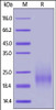 Human GM-CSF, Tag Free on SDS-PAGE under reducing (R) condition. The gel was stained overnight with Coomassie Blue. The purity of the protein is greater than 95%.