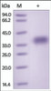 The purity of Mouse GPA33 was determined by DTT-reduced (+) SDS-PAGE and staining overnight with Coomassie Blue.