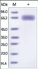 The purity of HA (H7N9) -Shanghai was determined by DTT-reduced (+) SDS-PAGE and staining overnight with Coomassie Blue.