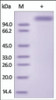The purity of HA (H7N9) -Shanghai Fc Chimera was determined by DTT-reduced (+) SDS-PAGE and staining overnight with Coomassie Blue.