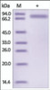 The purity of rh SERPIND1 / HCF2 was determined by DTT-reduced (+) SDS-PAGE and staining overnight with Coomassie Blue.