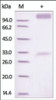 The purity of rh IFNAR1 /IFNAR Fc Chimera was determined by DTT-reduced (+) SDS-PAGE and staining overnight with Coomassie Blue.