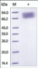 The purity of rh IFNAR2 /IFNABR Fc Chimera was determined by DTT-reduced (+) SDS-PAGE and staining overnight with Coomassie Blue.