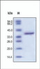 The purity of rh IGFII Fc Chimera was determined by DTT-reduced (+) SDS-PAGE and staining overnight with Coomassie Blue.