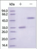 The purity of Human IgG2 Fc Region was determined by DTT-reduced (+) and non-reduced (-) SDS-PAGE and staining overnight with Coomassie Blue.