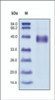 The purity of rh IGFBP3 was determined by DTT-reduced (+) SDS-PAGE and staining overnight with Coomassie Blue.