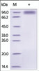 The purity of rh IL1RL1 /ST2 Fc Chimera was determined by DTT-reduced (+) SDS-PAGE and staining overnight with Coomassie Blue.