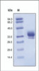 The purity of rh IL29 was determined by DTT-reduced (+) SDS-PAGE and staining overnight with Coomassie Blue.