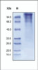 The purity of rh LDLR was determined by DTT-reduced (+) SDS-PAGE and staining overnight with Coomassie Blue.